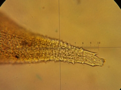 Hedwigia stellata