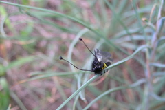 Libelloides ustulatus