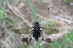Libelloides ustulatus