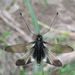 Libelloides ustulatus - Photo (c) Krylenko VV, algunos derechos reservados (CC BY-NC), subido por Krylenko VV