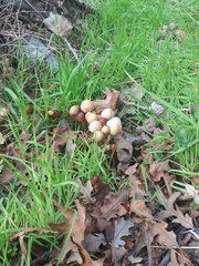 Fungi