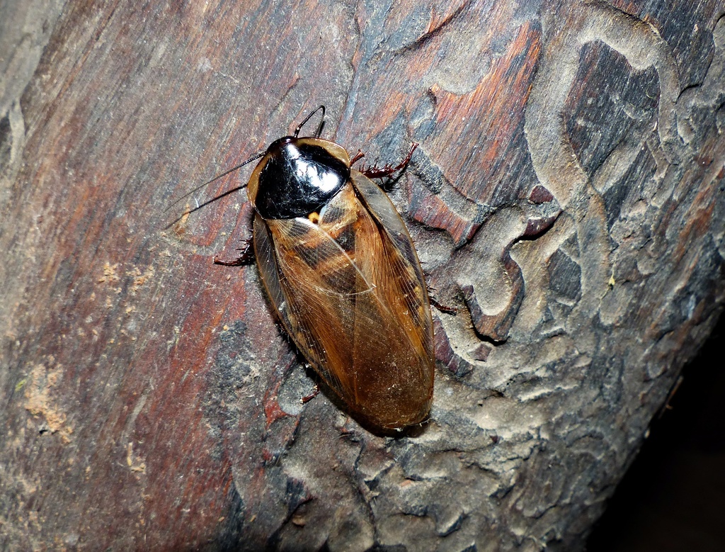 Eublaberus argentinus
