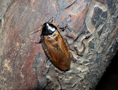 Eublaberus argentinus