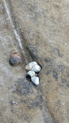 Austrolittorina