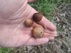 Fungi