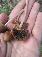 Fungi