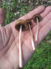 Fungi