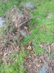 Fungi