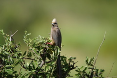 Colius leucocephalus