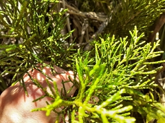 Halocarpus bidwillii