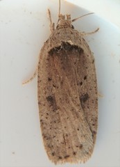 Agonopterix canadensis
