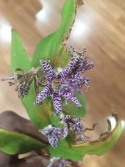 Tricyrtis formosana