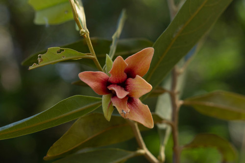 Ata-brava (Duguetia furfuracea)