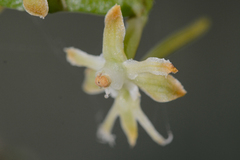 Tridactyle bicaudata bicaudata