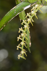 Tridactyle bicaudata bicaudata