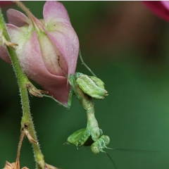 Acontista multicolor