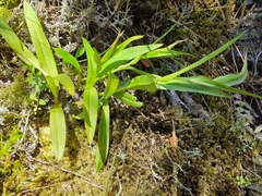 Pterostylis australis