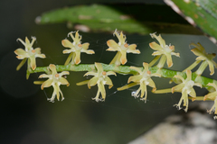 Tridactyle bicaudata bicaudata
