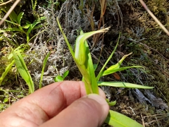 Pterostylis australis