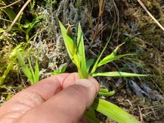 Pterostylis australis