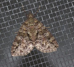 Polyclysta hypogrammata