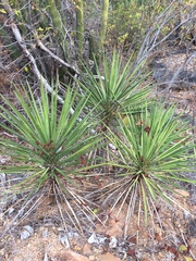 Yucca capensis