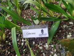 Caucaea