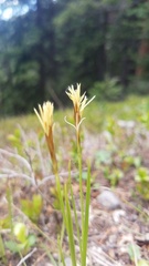 Carex geyeri