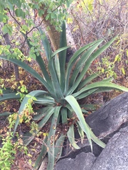 Agave aurea