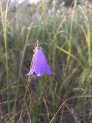 Campanula petiolata