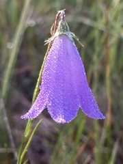 Campanula petiolata