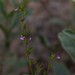 Cuphea inaequalifolia - Photo (c) Márcia Martins, algunos derechos reservados (CC BY), subido por Márcia Martins