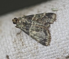 Orthaga atribasalis
