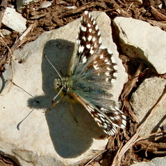 Pyrgus melotis