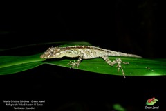 Anolis podocarpus