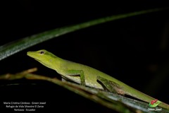 Anolis soinii