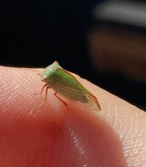 Alchisme rubrocostata