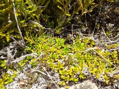 Coprosma perpusilla perpusilla