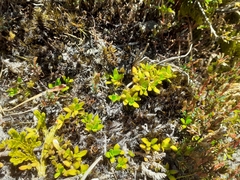 Coprosma perpusilla perpusilla