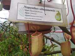 Nepenthes sibuyanensis