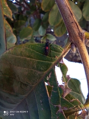 Stenomacra marginella