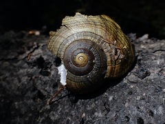 Powelliphanta