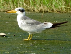 Large-Billed Tern photo 5