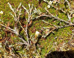 Dracophyllum prostratum