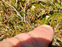 Dracophyllum prostratum