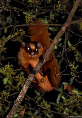 Petaurista nobilis