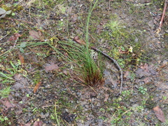Juncus laccatus
