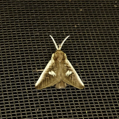 Podalia intermaculata