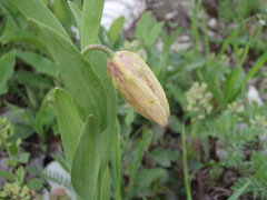 Fritillaria collina