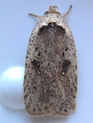 Agonopterix clemensella